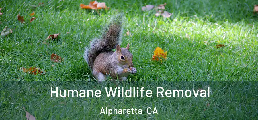 Humane Wildlife Removal Alpharetta-GA