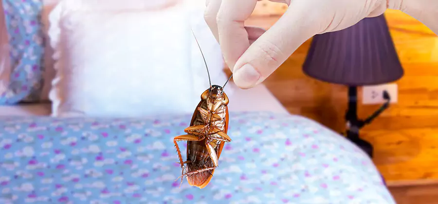 Fast Roach Elimination in Alpharetta