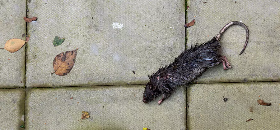 Mice in the Attic Removal in Alpharetta