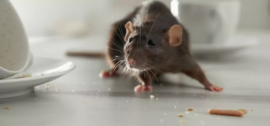 Rodent Feces Removal in Alpharetta