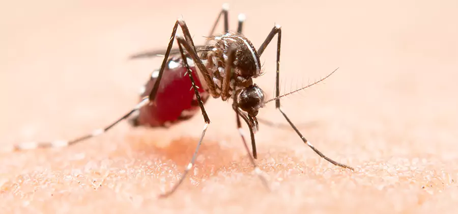 Pond Mosquito Control and Water Treatment in Alpharetta