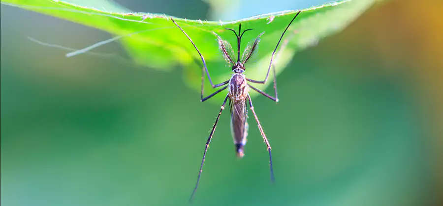 Home Defense Insect Killer in Alpharetta