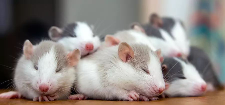 Alpharetta Pet Safe Mice Control