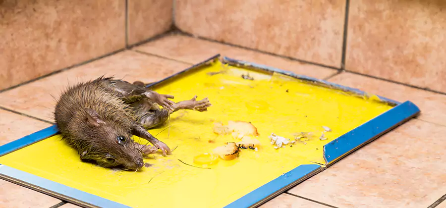 Mouse and Rat Control in Alpharetta