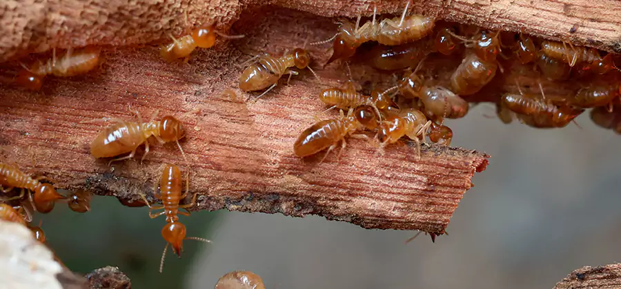 Wood Preservation Termite Treatment in Alpharetta