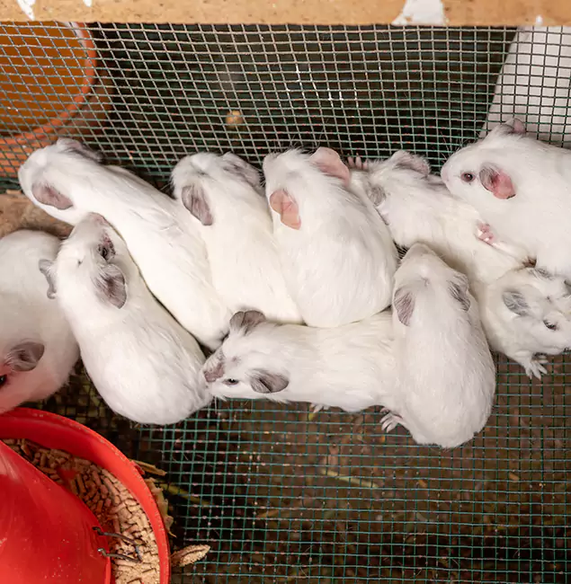 Why Choose Alpharetta Pest Control Pro for Rat Infestation in Alpharetta, GA?