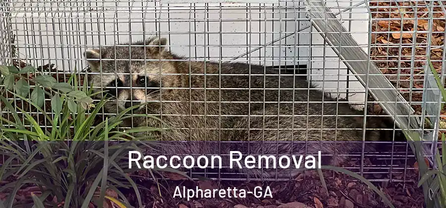 Raccoon Removal Alpharetta-GA