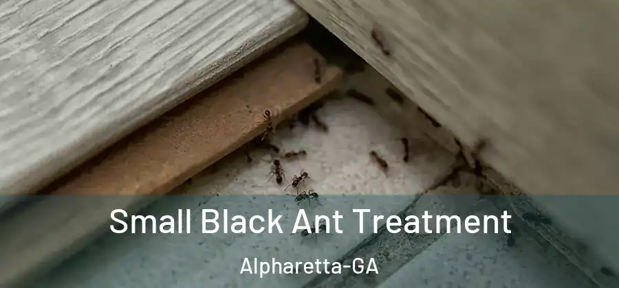 Small Black Ant Treatment Alpharetta-GA