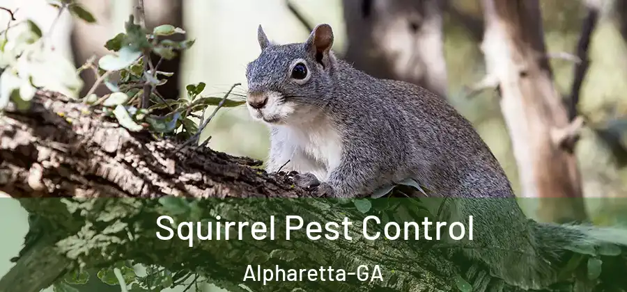 Squirrel Pest Control Alpharetta-GA