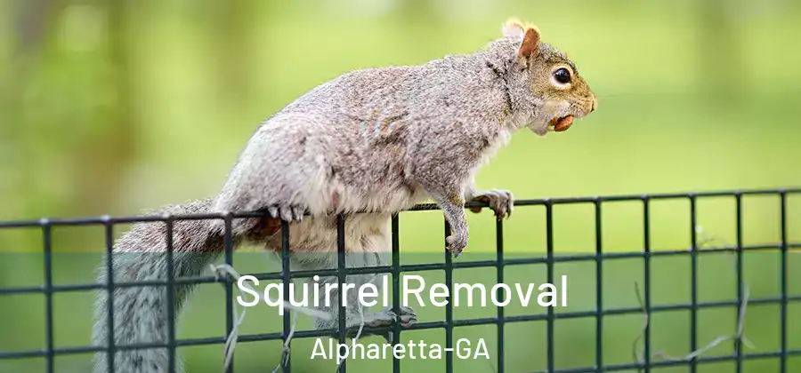 Squirrel Removal Alpharetta-GA